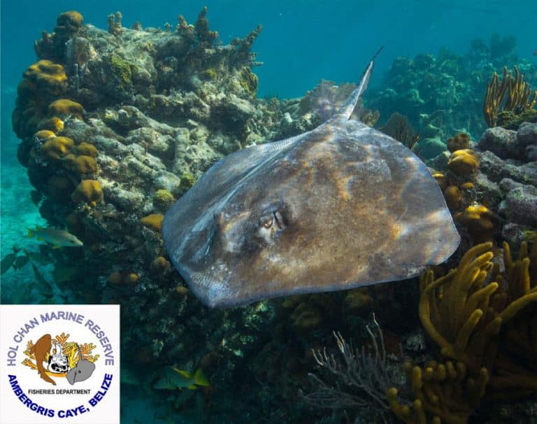 Hol Chan Marine Reserve waters and tour boats near the reef