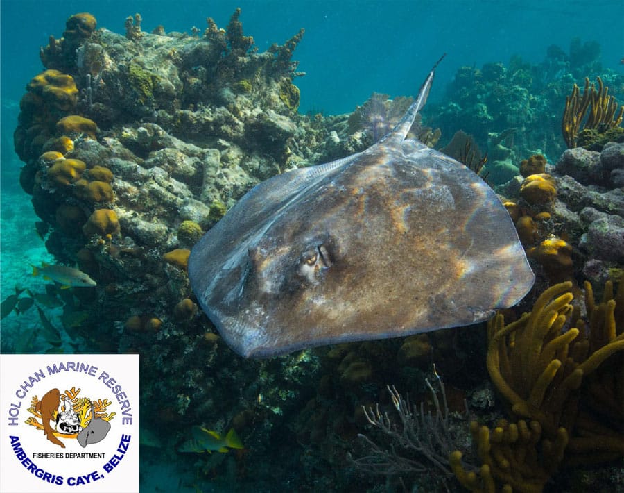 Sea turtle at Hol Chan Marine Reserve